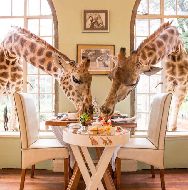 Luxury Kenya Safari with Giraffe Manor photo 3