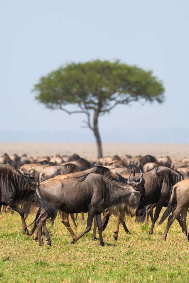 Wild Wonders of East Africa: Kenya, Tanzania & Rwanda photo 2