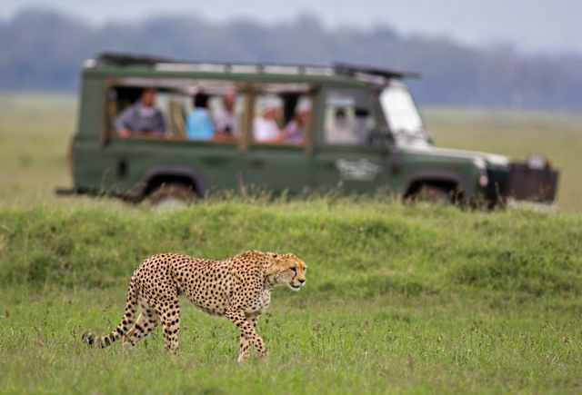 Luxury Kenya Safari with Giraffe Manor photo 4