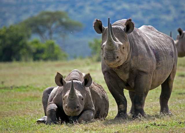 Classic Kenya Safari & Social Impact  photo 2