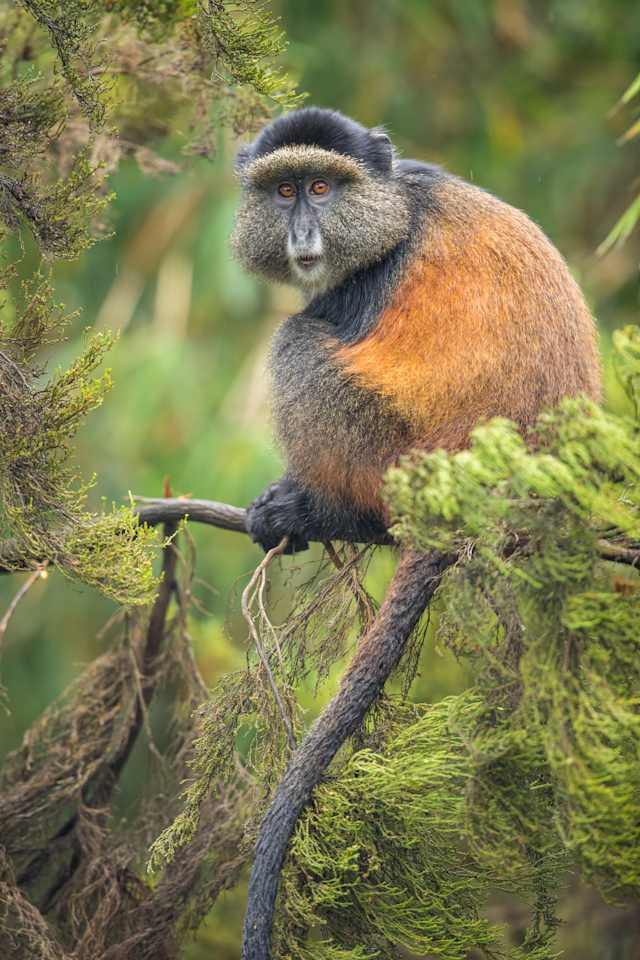 Rwanda Gorillas & Serengeti Safari photo 2