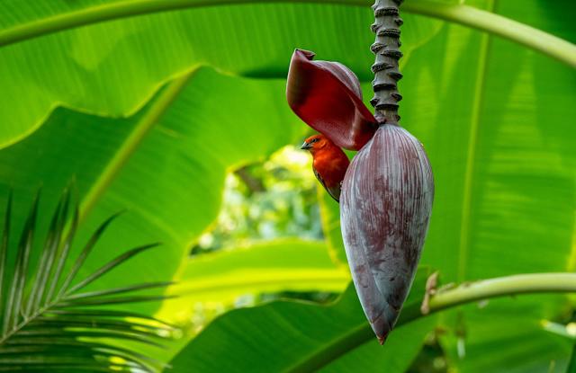 Luxe Seychelles with North Island photo 2
