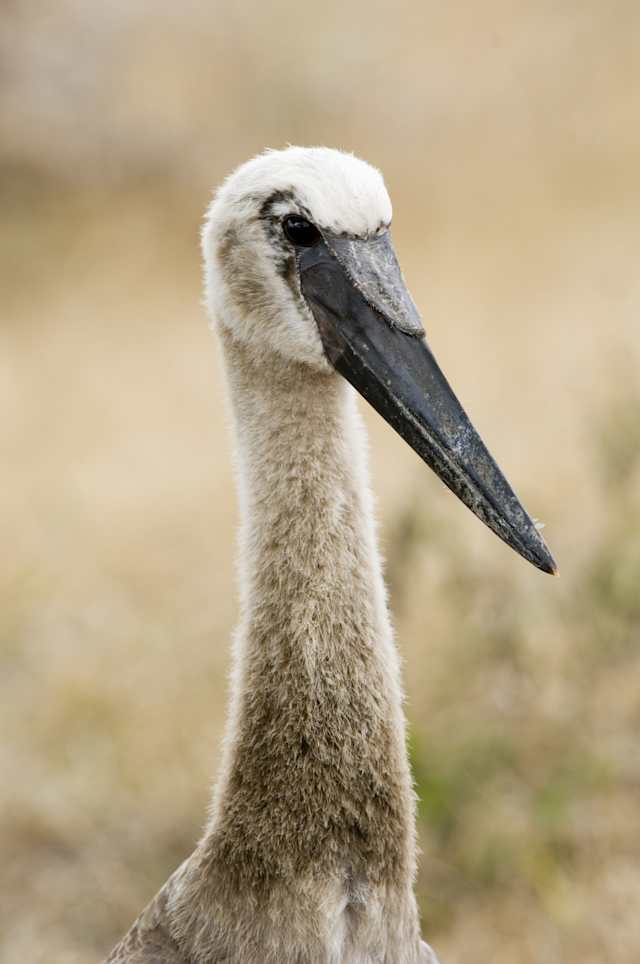 Southern Tanzania Safari & Zanzibar Escape photo 2