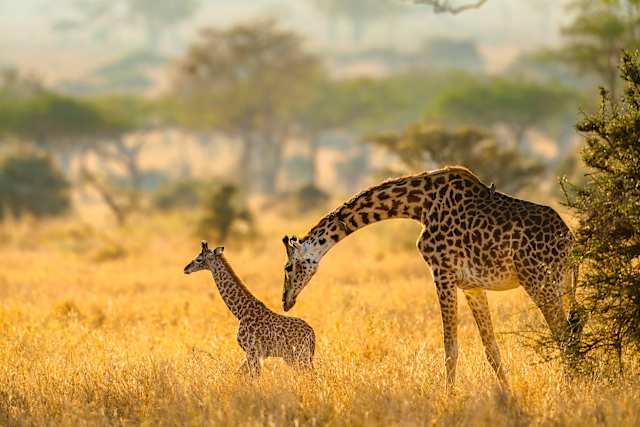 Tanzania Family Safari: Wild Encounters photo 4