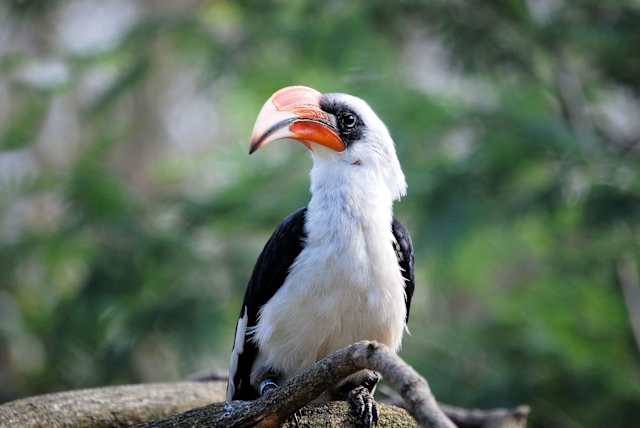 Wildlife Wonders of Malaysia photo 4