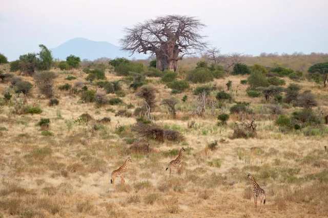 Off-the-Beaten-Path Tanzania & Mafia Island photo 3