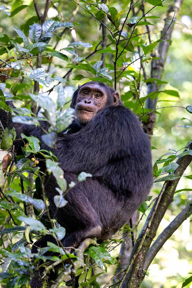 Uganda Gorillas and Game Tracker photo 2