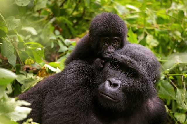 Uganda Gorillas and Game Tracker photo 4