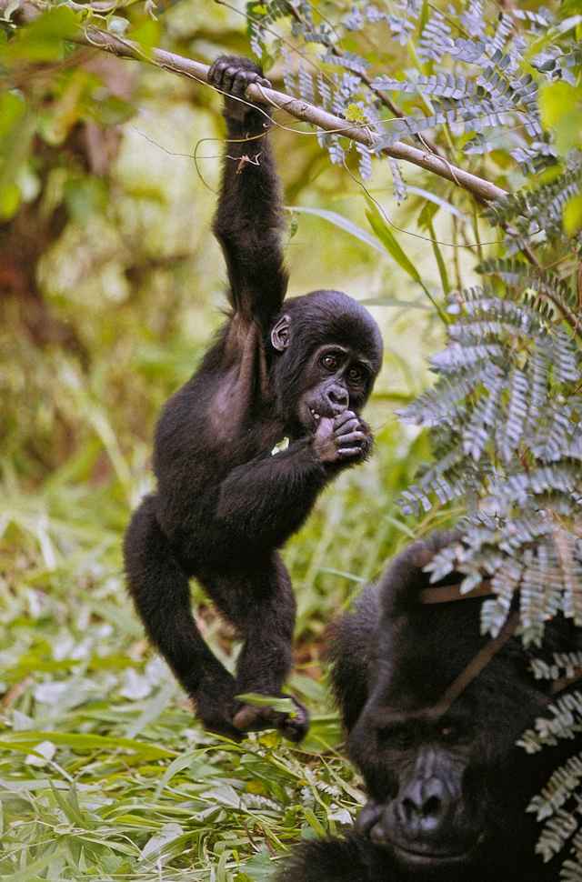Uganda Highlights  photo 2