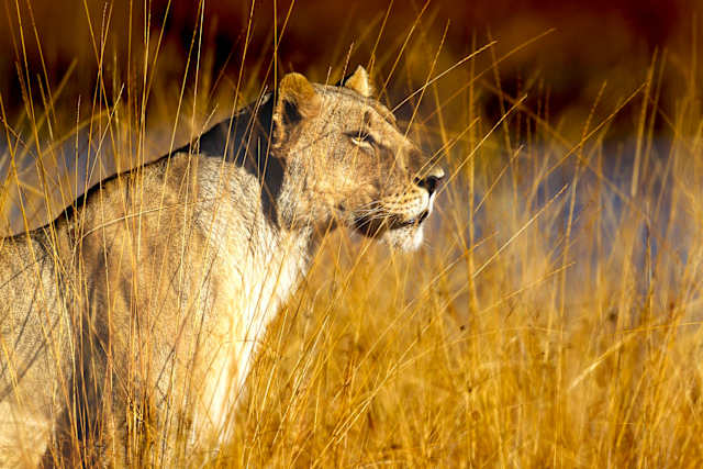 Big 5 of Land & Sea photo 2