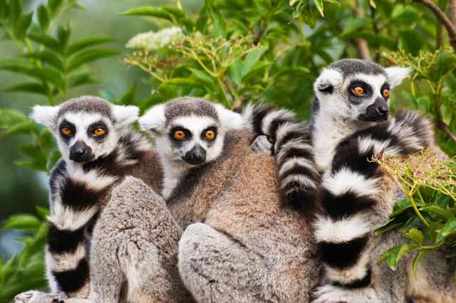 Madagascar Lemur Fever photo 1
