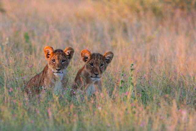 The Best of Botswana & Victoria Falls photo 1