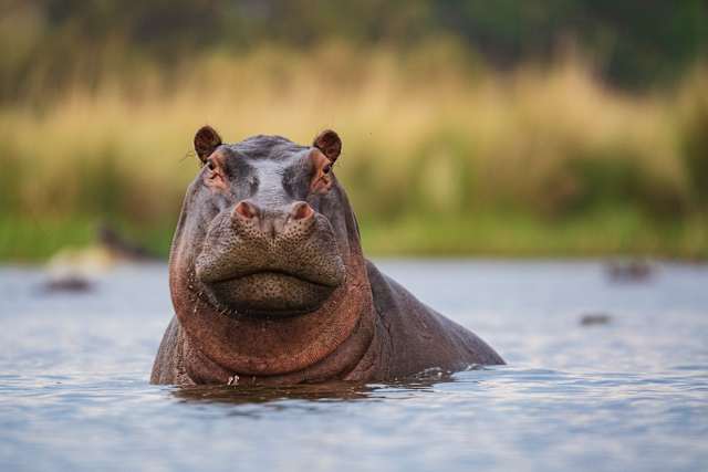 Botswana Unveiled: Chobe & the Okavango photo 1