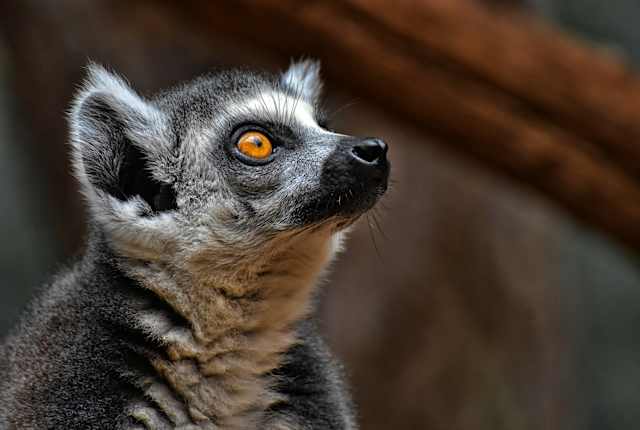 Rainforests of Madagascar Masoala & Andasibe National Park photo 4