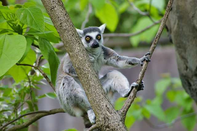 Madagascar Highlights photo 4
