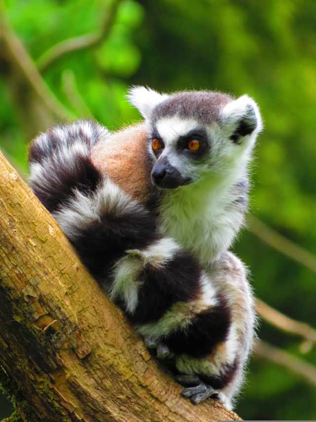 Madagascar Highlights photo 2