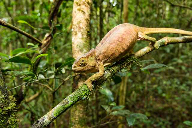 Madagascar Lemur Fever photo 2