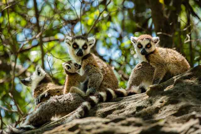 Madagascar Lemur Fever photo 1