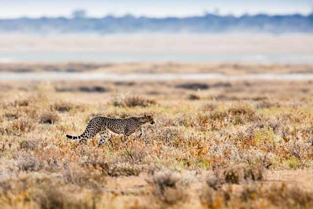 Best of Namibia photo 4