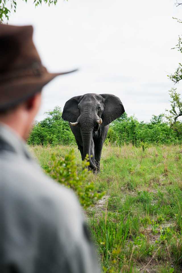 Cape, Kruger and Vic Falls photo 1