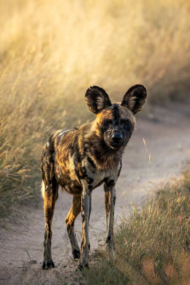 Essential South Africa: Big Five Safari photo 2