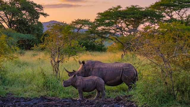 Rwanda Gorilla Trekking & Kruger Safari photo 1