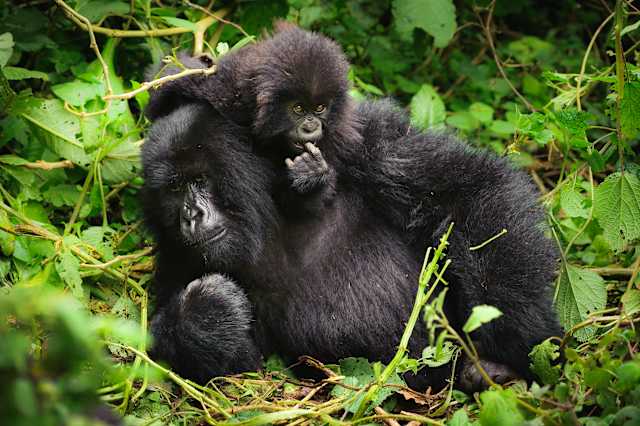 Rwanda Gorilla Trekking & Kruger Safari photo 4