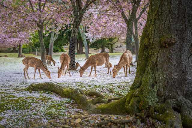 Japan in Bloom: Sakura Season Highlights photo 3
