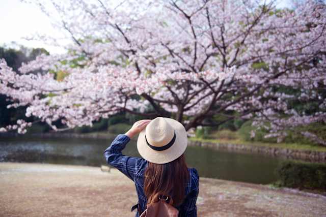 Japan in Bloom: Sakura Season Highlights photo 4