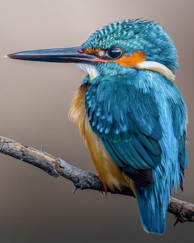 India Ultimate Wildlife  photo 2