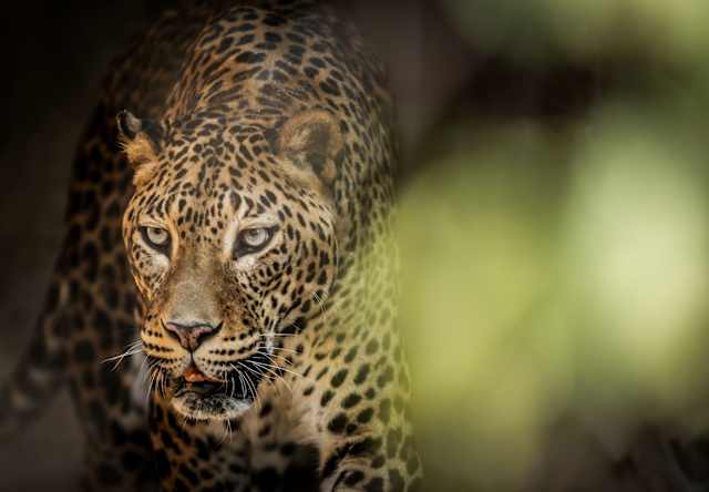 Wildlife & Culture of Sri Lanka photo 4