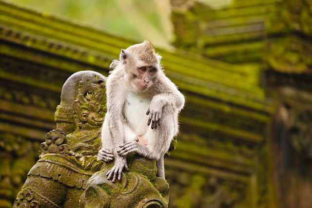 Luxury Singapore & Bali photo 2