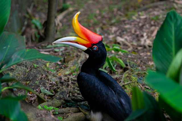 Borneo: Wildlife and Coast photo 1