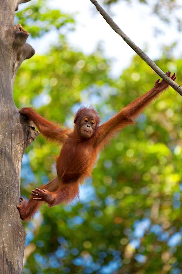 Borneo: Wildlife and Coast photo 2
