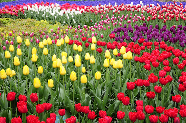 Parisian Gardens, Dutch Tulips & Waterways photo 2