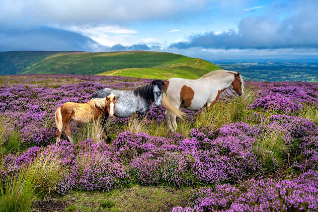 The Wilds of Wales Unveiled photo 1