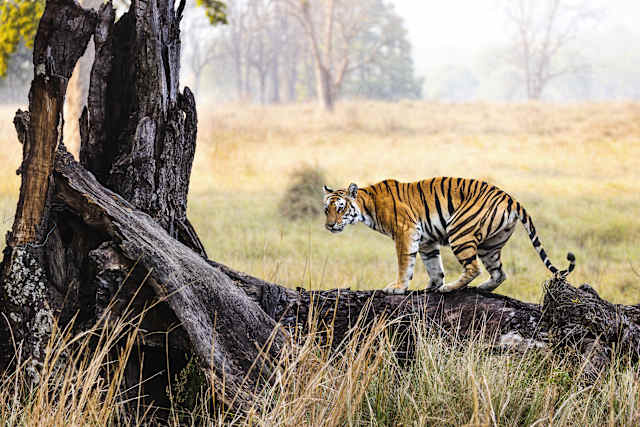 India Signature: Taj & Tigers photo 4