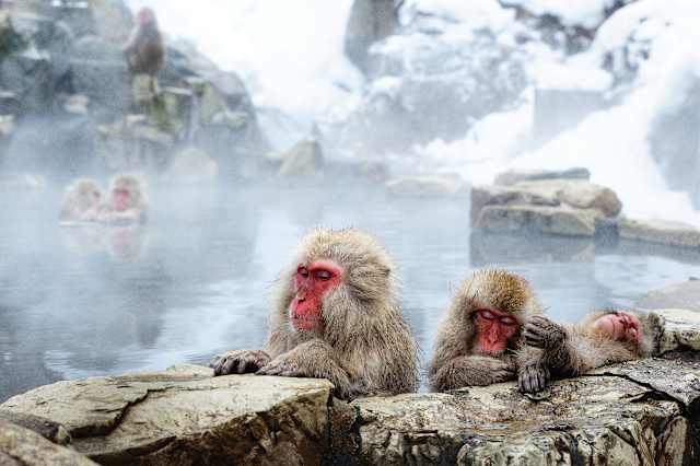 Japan Winter Escape: Shrines & Snow Monkeys photo 1