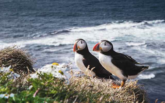 Iceland: Wildlife & Arctic Coast photo 2