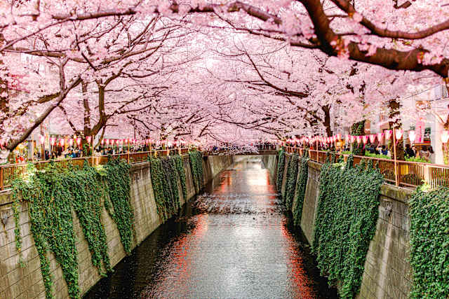 Japan in Bloom: Sakura Season Highlights photo 1