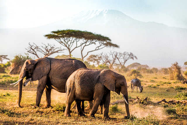 Kenya and Tanzania Game Tracker  photo 1