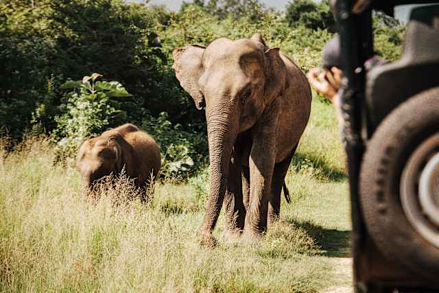 Wildlife & Culture of Sri Lanka photo 1