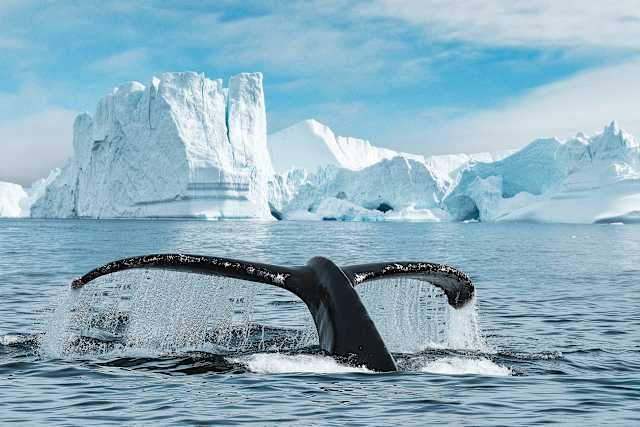 Canadian Arctic Expedition: Icebergs & Wildlife photo 1