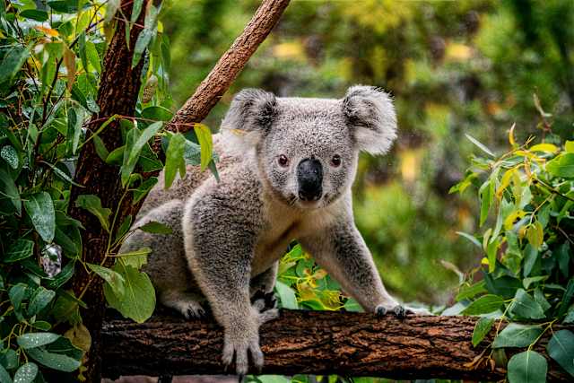 Australia for Families: Beach & Wildlife photo 3