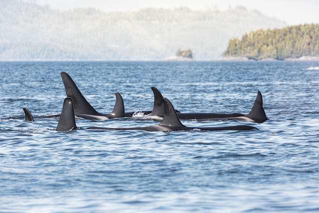 Active Vancouver Island photo 1