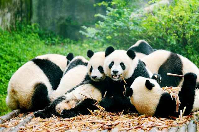 China Adventure and Panda Highlights photo 1