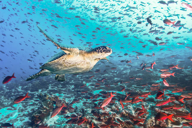 Galapagos Explorer: Land & Sea Expedition photo 1