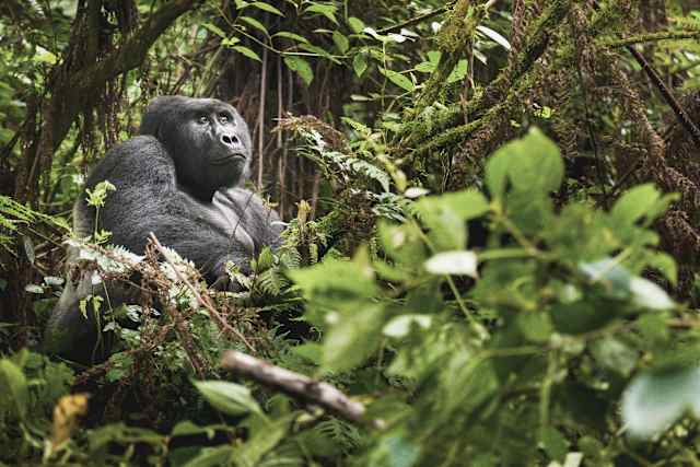 Rwanda Gorillas & Serengeti Safari photo 1