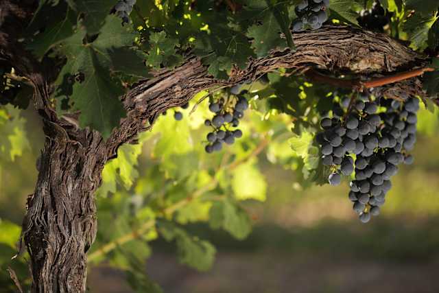 Sonoma's Best Cellars & Gourmet Dining photo 4