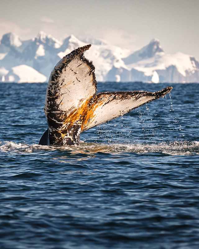 Journey to the White Continent photo 3